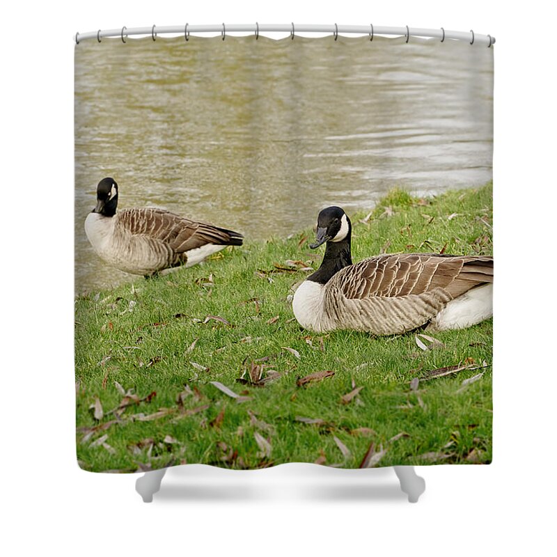 Canadian Geese Shower Curtain featuring the photograph Two does not mean pair by Elena Perelman