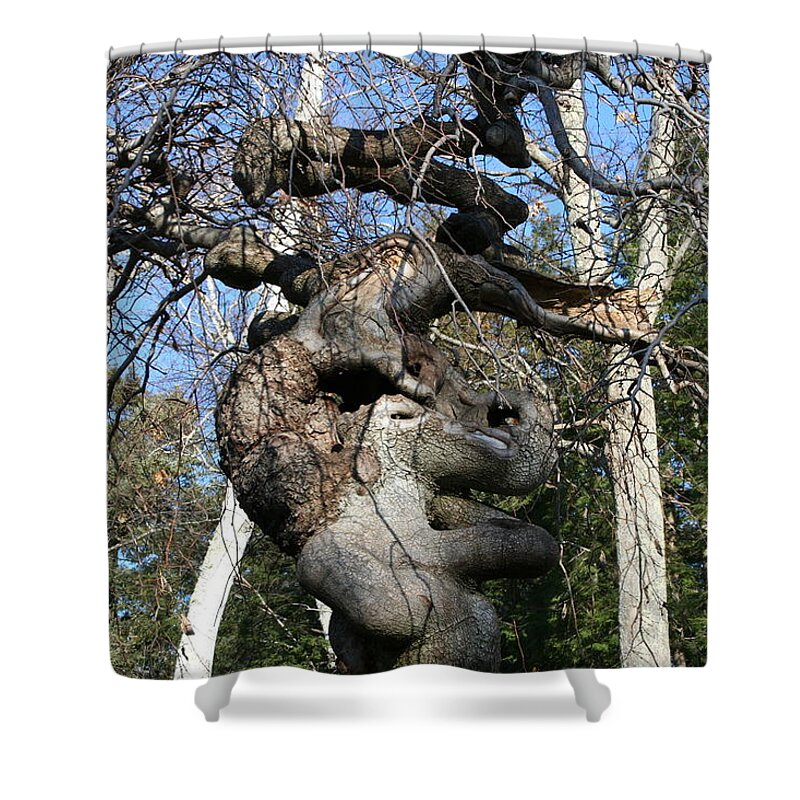 Elephant Shower Curtain featuring the photograph Two Elephants in a Tree by Doug Mills