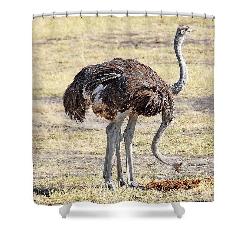 Ostrich Shower Curtain featuring the photograph Two-Headed Ostrich by Ted Keller