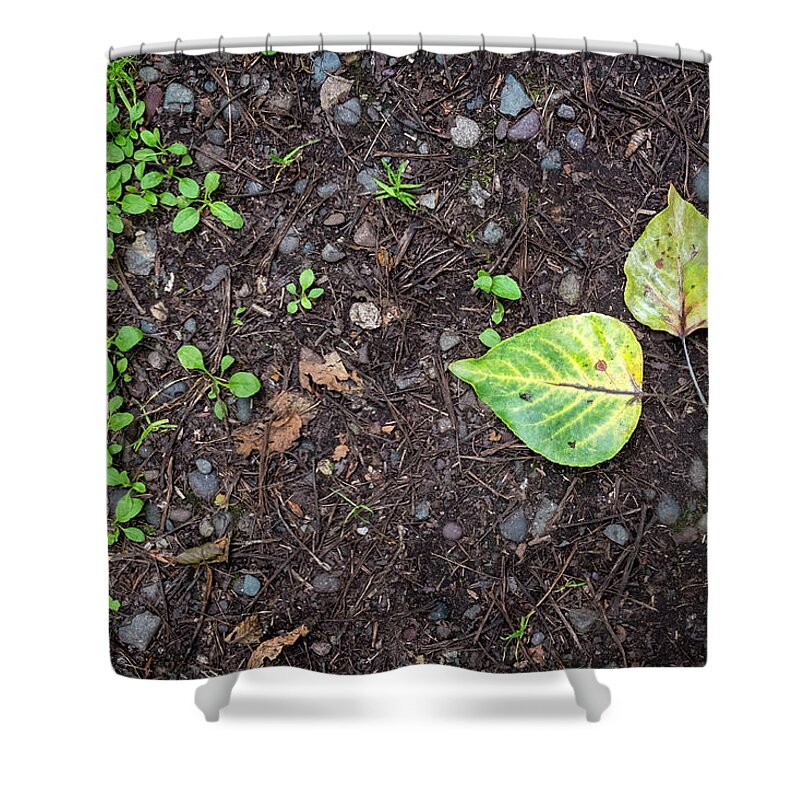 Scenics Shower Curtain featuring the photograph Two Leaves and Seedlings by Mary Lee Dereske