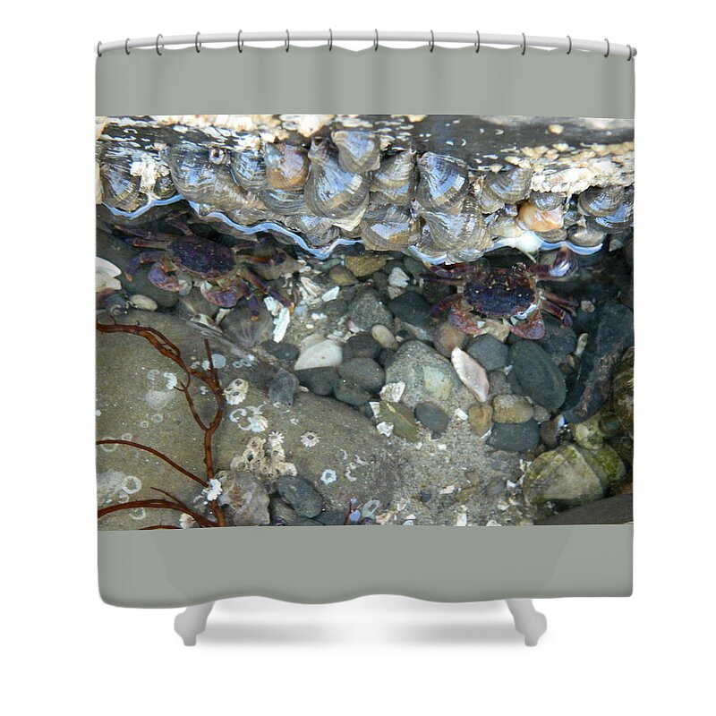 Crabs Shower Curtain featuring the photograph Two Little Crabs by Gallery Of Hope 