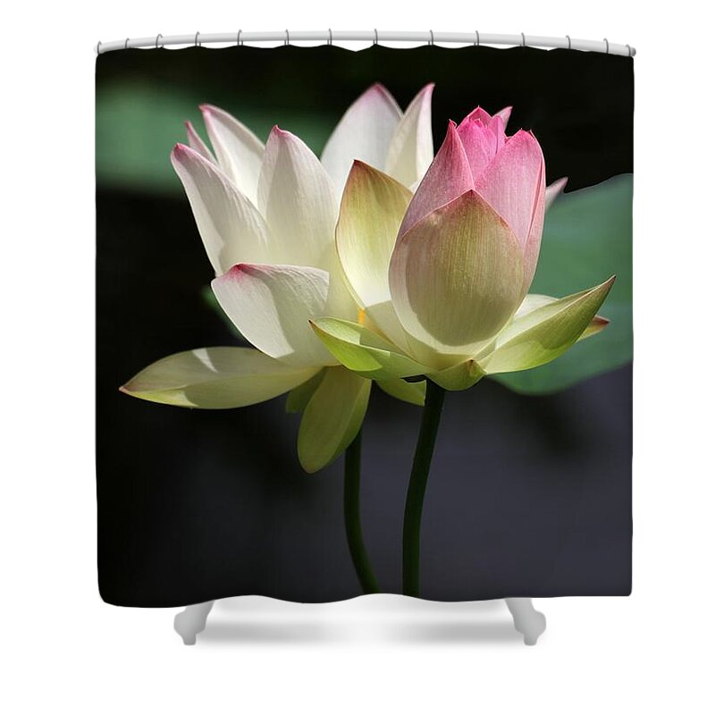 Lotus Shower Curtain featuring the photograph Two Lotus Flowers by Sabrina L Ryan