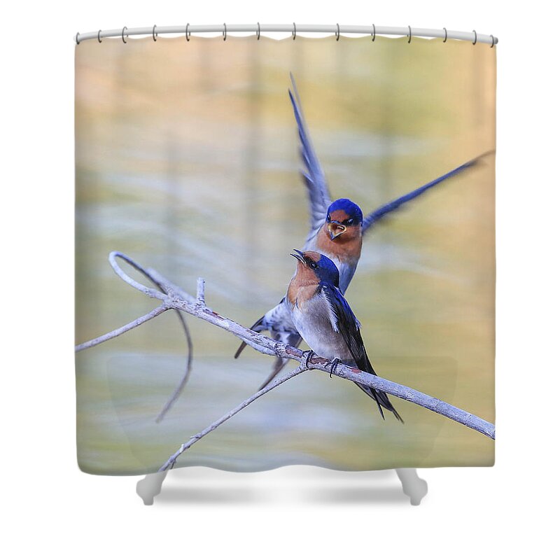  Shower Curtain featuring the photograph Two love birds by David Trent