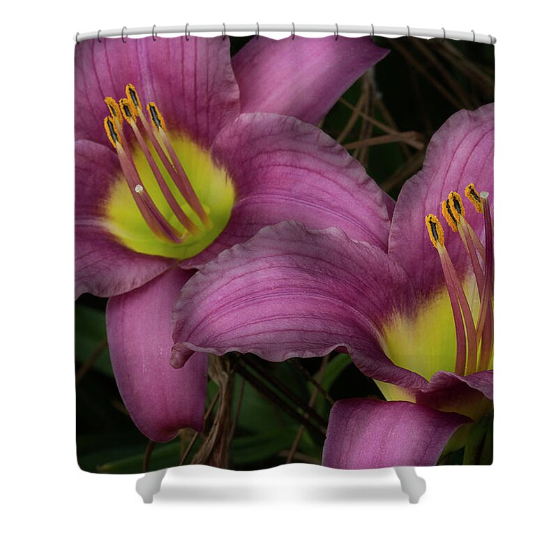 Day Lilies Shower Curtain featuring the photograph Two Of A Kind by Mike Eingle
