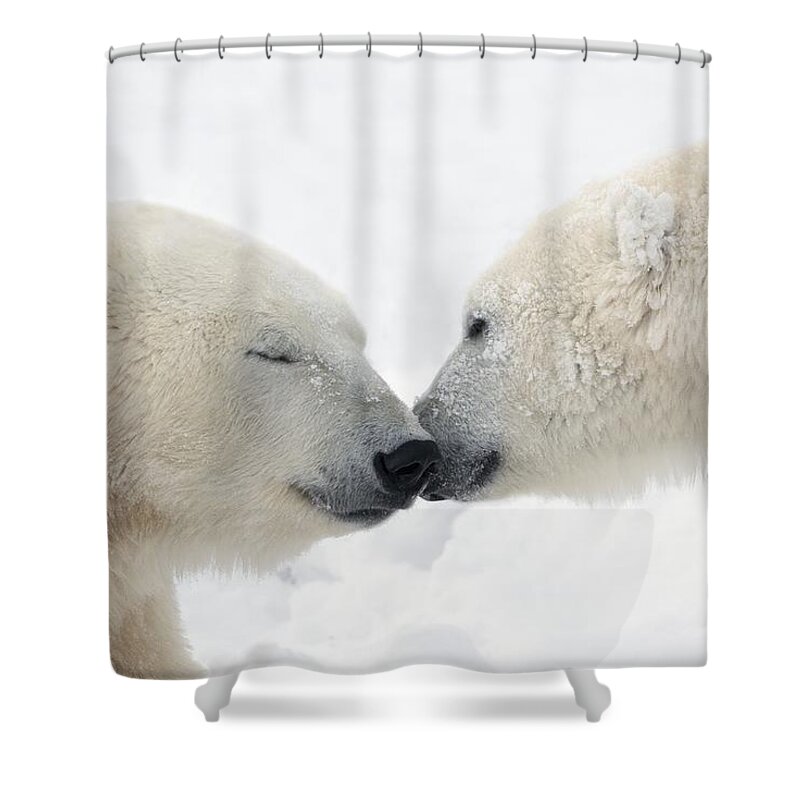 Affection Shower Curtain featuring the photograph Two Polar Bears Ursus Maritimus by Richard Wear