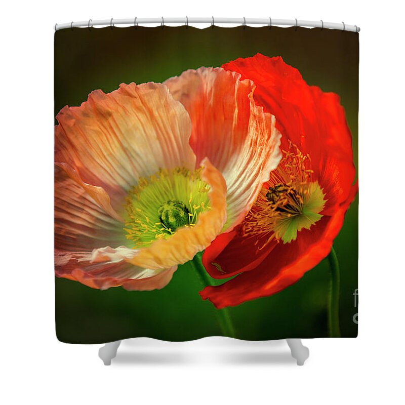 Poppy Shower Curtain featuring the photograph Two Poppies by Heiko Koehrer-Wagner