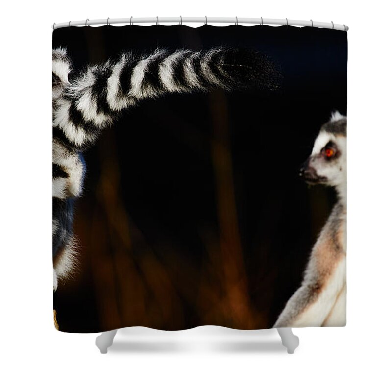 Animal Shower Curtain featuring the photograph Two Ring-tailed lemurs by Nick Biemans