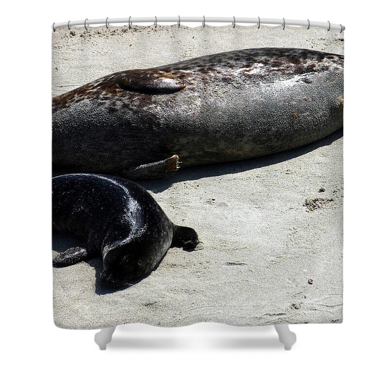 Seal Shower Curtain featuring the photograph Two Seals by Anthony Jones
