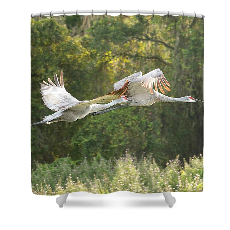 Sandhill Crane Shower Curtain featuring the photograph Two Soaring Sandhill Cranes by Carol Groenen