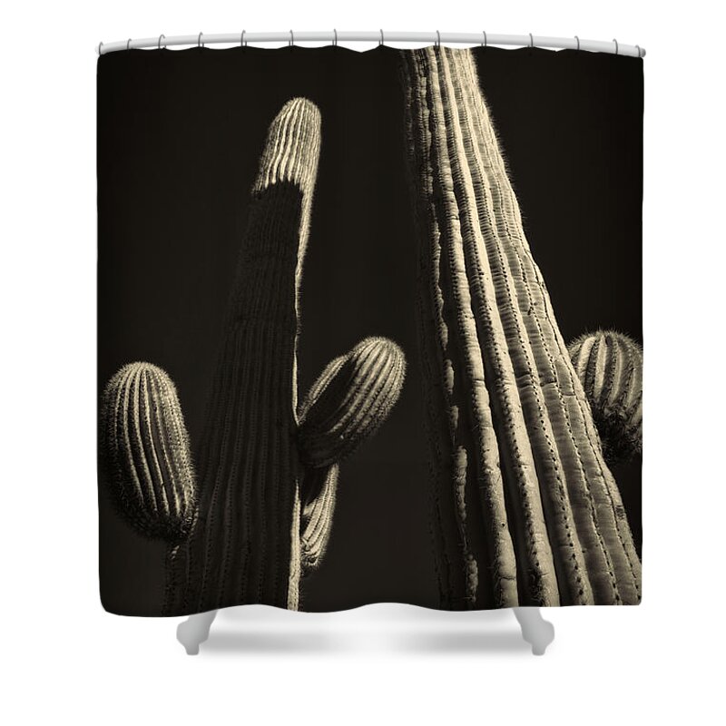 Arizona Shower Curtain featuring the photograph Two Tall Saguaros by Roger Passman