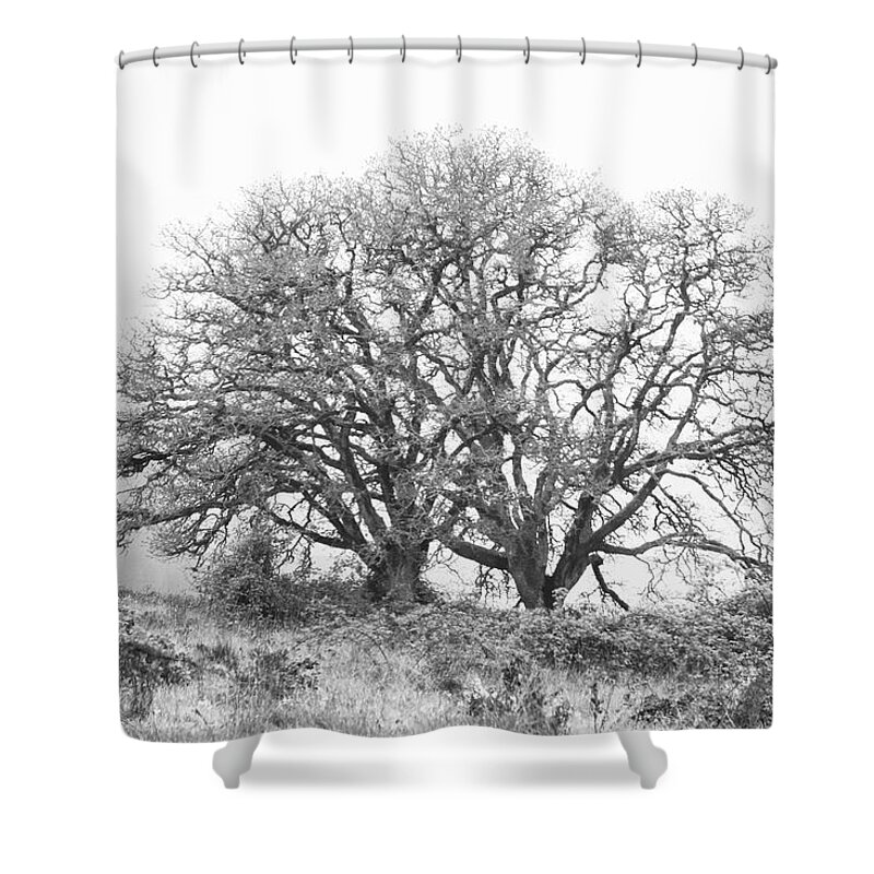 Fog Shower Curtain featuring the photograph Two Trees by Catherine Avilez