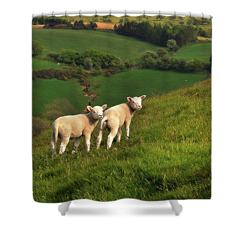 Wales Shower Curtain featuring the digital art Two Welsh Lambs by Vicki Lea Eggen