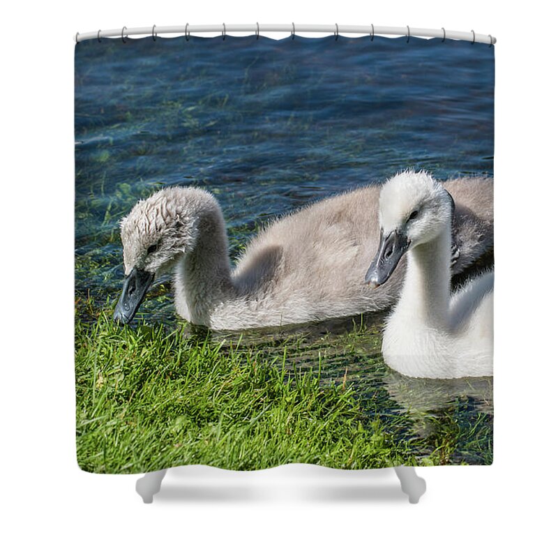 Cygnus Olor Shower Curtain featuring the photograph Two young cygnets of mute swan swimming in a lake by Amanda Mohler