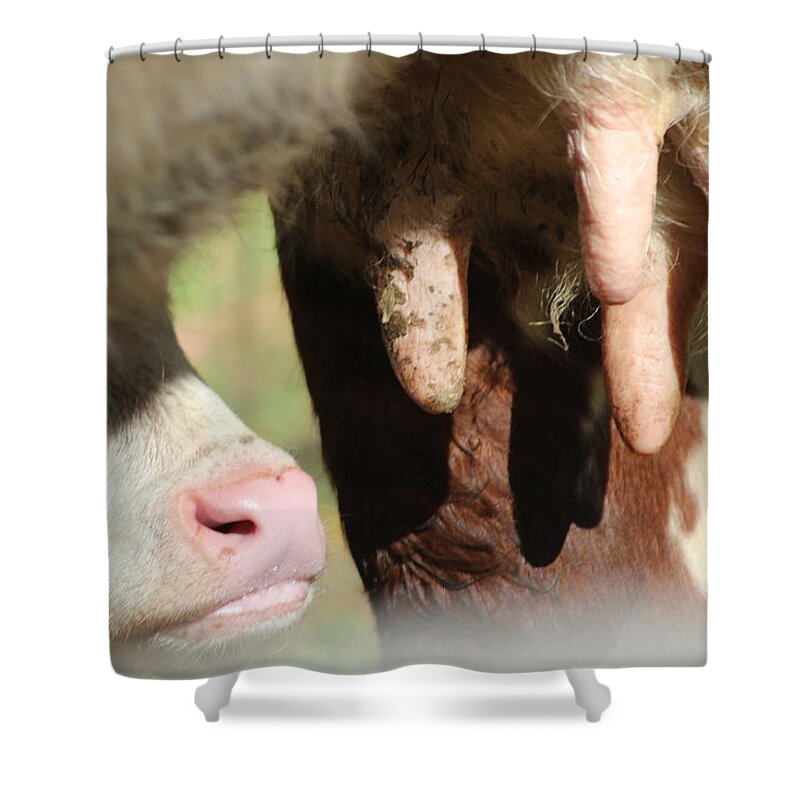 Calf Shower Curtain featuring the photograph Udderly Adorable by Living Color Photography Lorraine Lynch