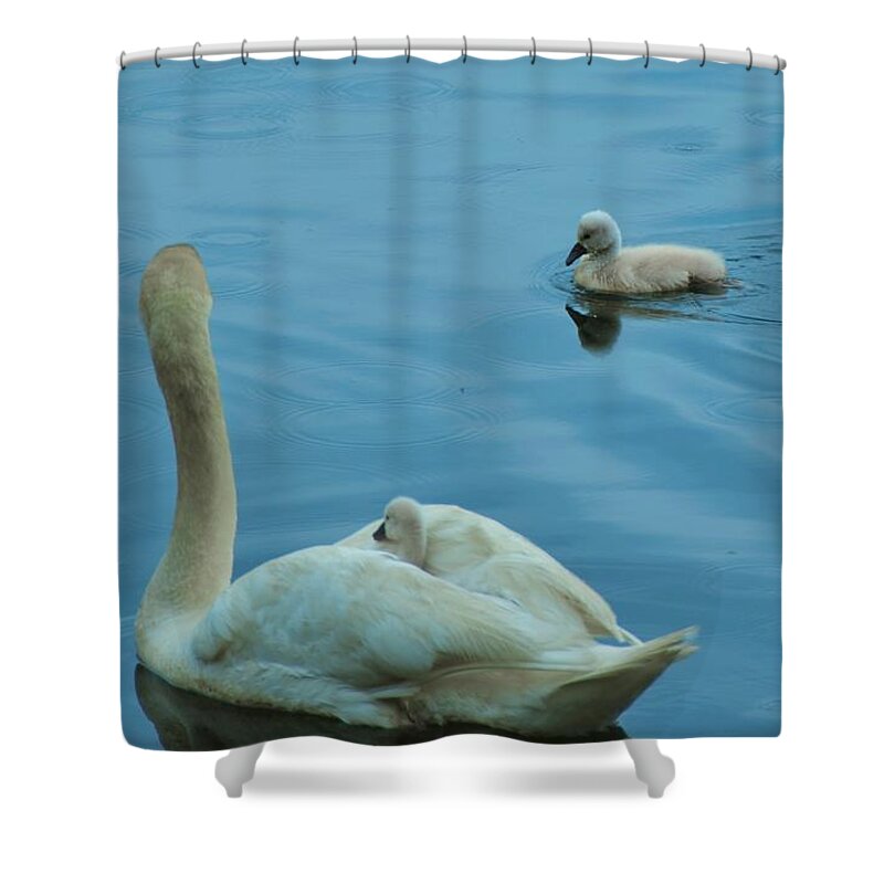 Swans Shower Curtain featuring the photograph Ugly Ducklings by Chuck Brown