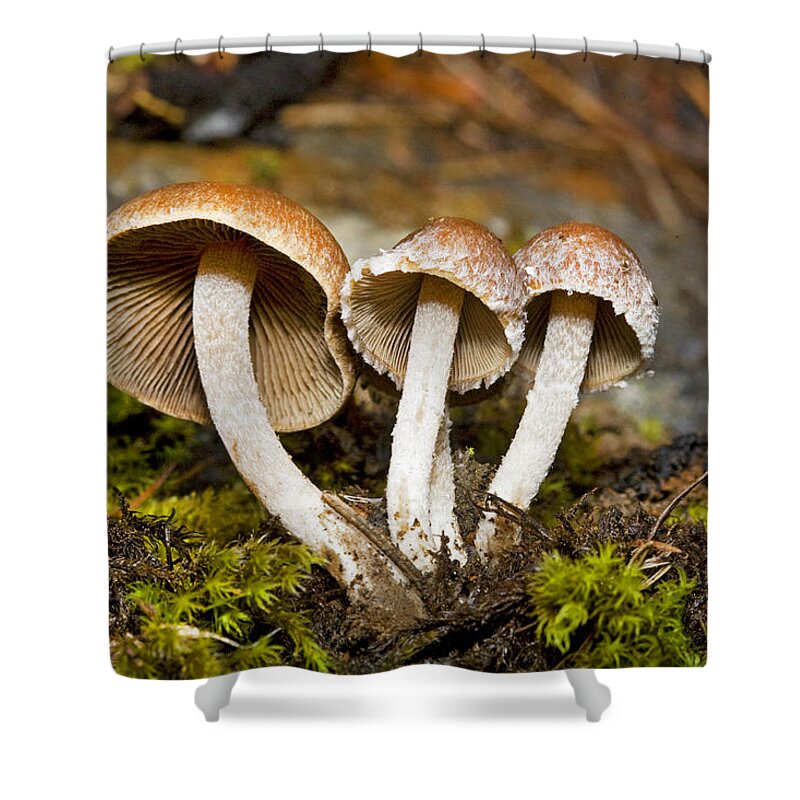 Umbrella Mushrooms Shower Curtain by Buddy Mays - Pixels