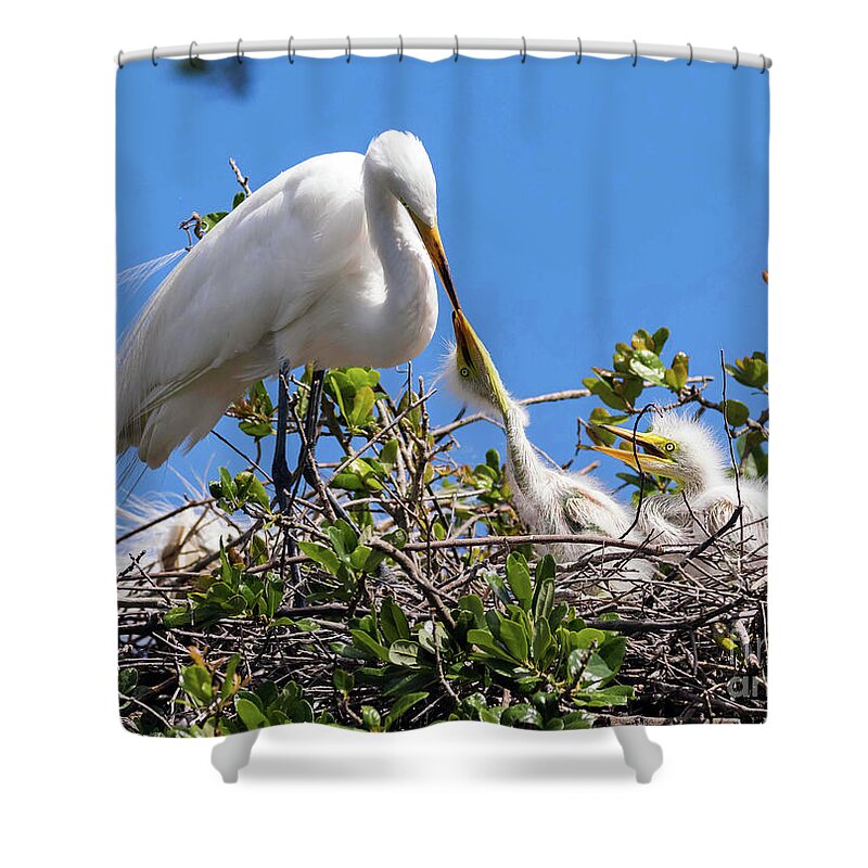 Egrets Shower Curtain featuring the photograph Unconditional Love by DB Hayes