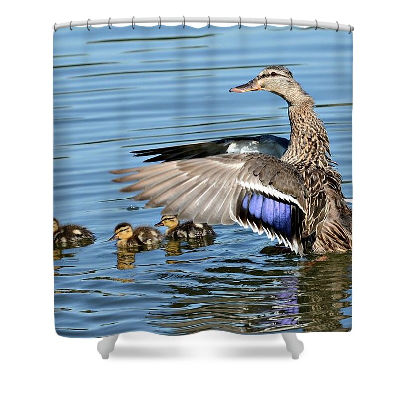Mallards Shower Curtain featuring the photograph Under My Wings by Fraida Gutovich