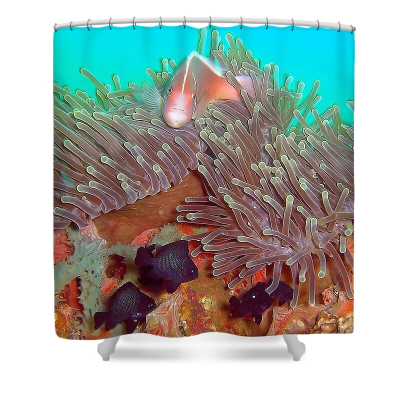 Nemo Shower Curtain featuring the photograph Under the sea by George G Esguerra
