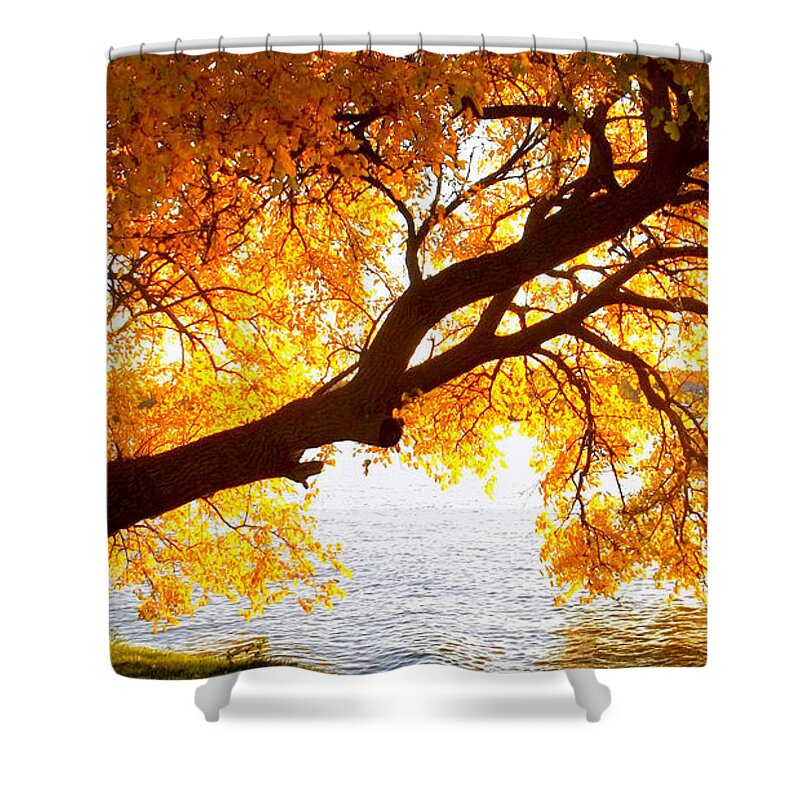 Autumn Shower Curtain featuring the photograph Under the Yellow Tree by Viviana Nadowski