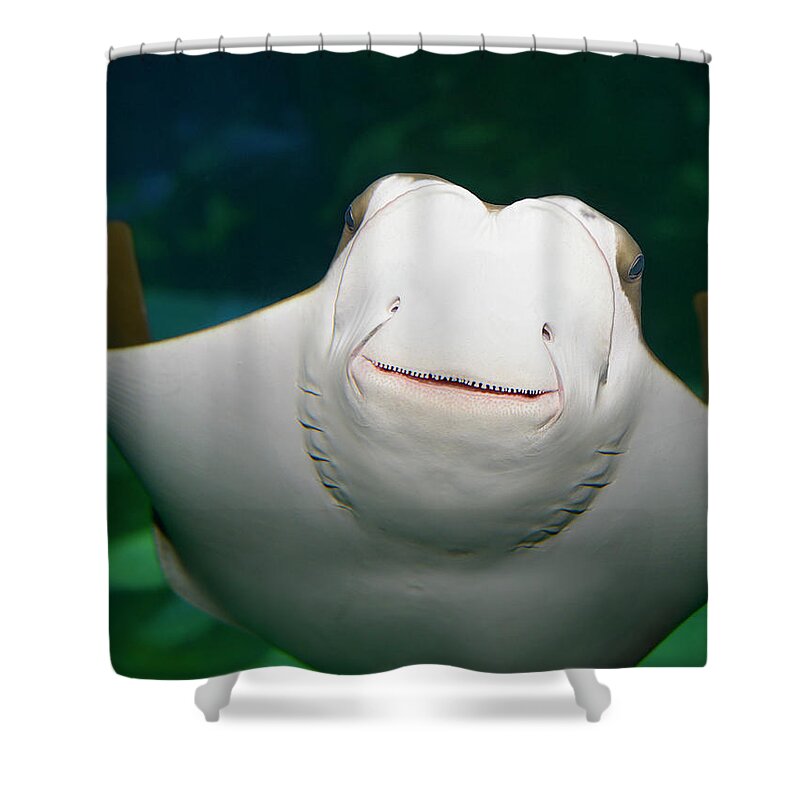 Underside and face of a smiling Stingray in an aquarium Shower Curtain by  Reimar Gaertner - Fine Art America