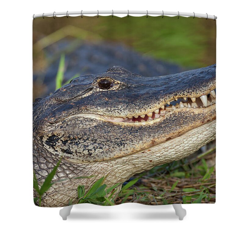 American Shower Curtain featuring the photograph Unfriendly Teeth by David Watkins