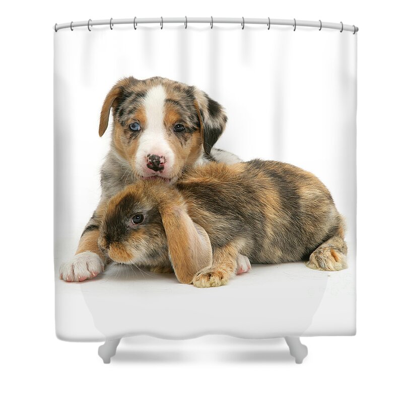 Merle Border Collie Shower Curtain featuring the photograph Unusual Combo by Warren Photographic