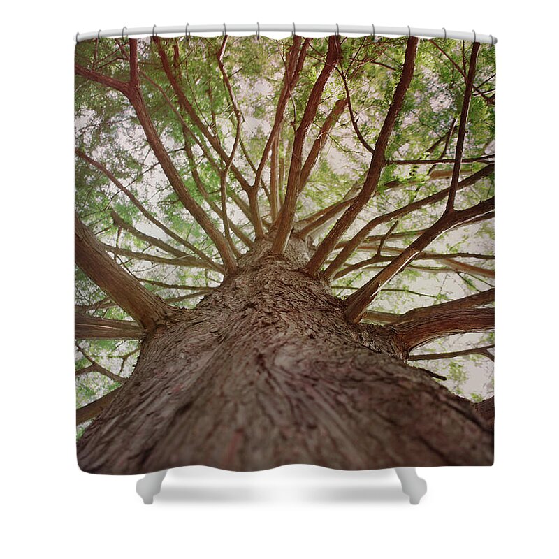 Tree Shower Curtain featuring the mixed media Up a Tree by Stephanie Hollingsworth