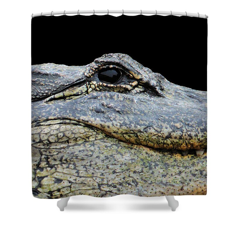 Alligator Shower Curtain featuring the photograph Up Close Not Comfortable by Rosalie Scanlon
