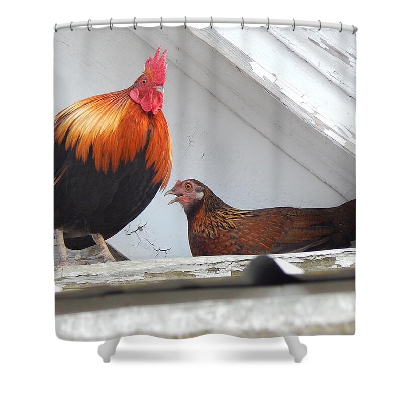 Rooster Shower Curtain featuring the photograph Up On The Roof by Jan Gelders