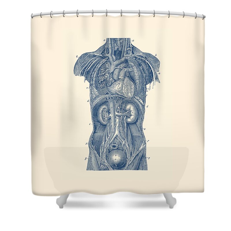 Heart Shower Curtain featuring the drawing Upper Body Anatomy Diagram by Vintage Anatomy Prints
