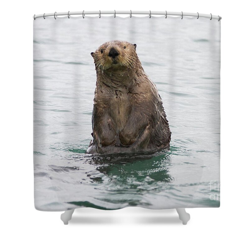 Otter Shower Curtain featuring the photograph Upright Sea Otter by Chris Scroggins