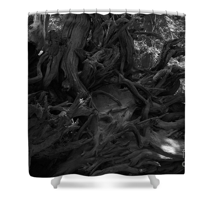 Roots Shower Curtain featuring the photograph Uprooted by Leah McPhail