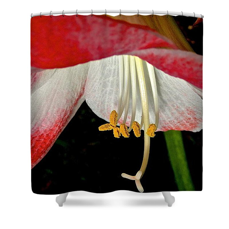 Amaryllis Shower Curtain featuring the photograph Upside Down by Cheryl Cutler