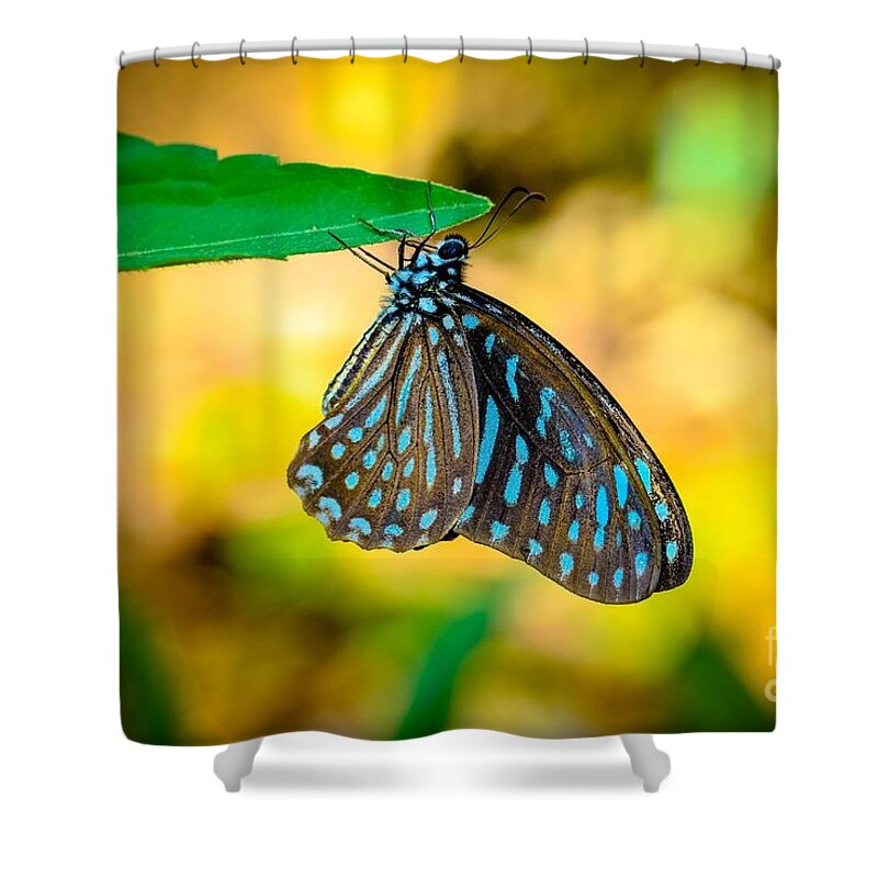 Zebra Butterfly Shower Curtain featuring the photograph Upside Down by Alice Terrill