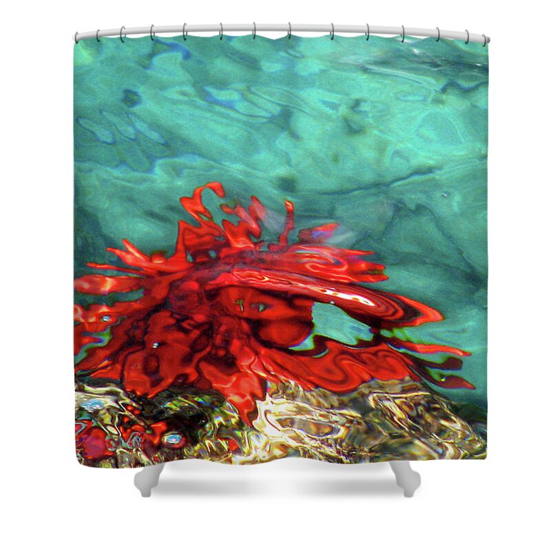 Urchin Shower Curtain featuring the photograph Urchin Abstract by Ted Keller