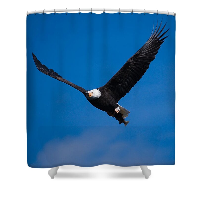 Bald Eagle Shower Curtain featuring the photograph V for Victory by Randall Ingalls