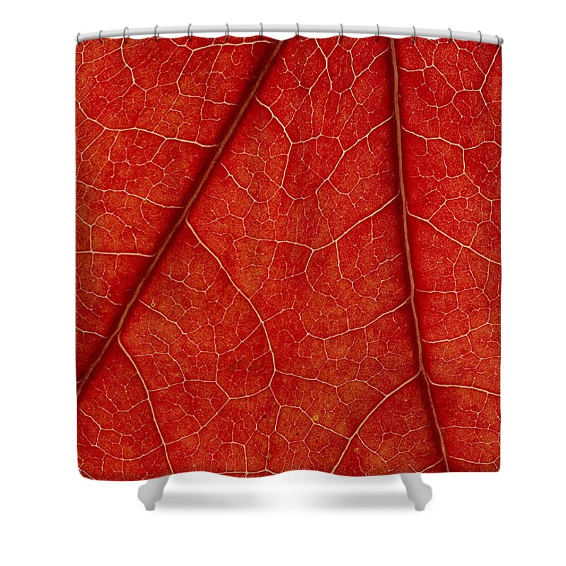 Leaf Shower Curtain featuring the photograph Vains by Chevy Fleet