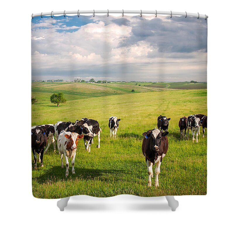 Farm Shower Curtain featuring the photograph Valley of the Cows by Todd Klassy