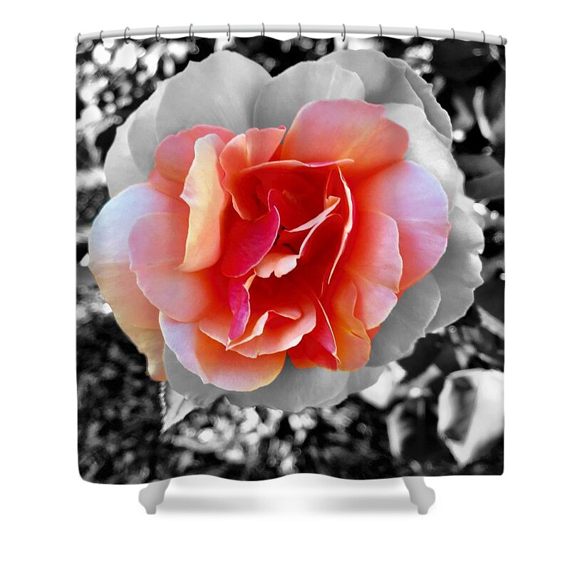 Rose Shower Curtain featuring the photograph Variation by Brad Hodges