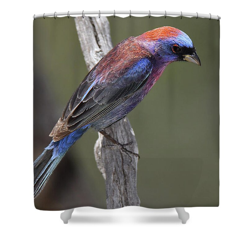 Bird Shower Curtain featuring the photograph Varied Bunting by Alan Lenk