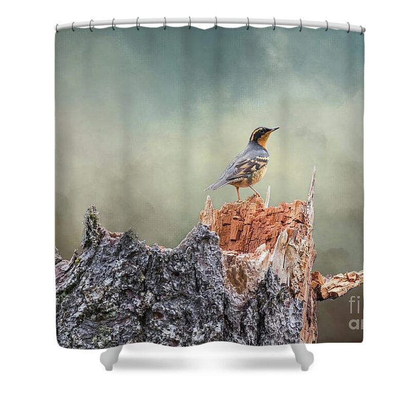Varied Thrush Shower Curtain featuring the photograph Varied Thrush on a Dead Tree by Eva Lechner