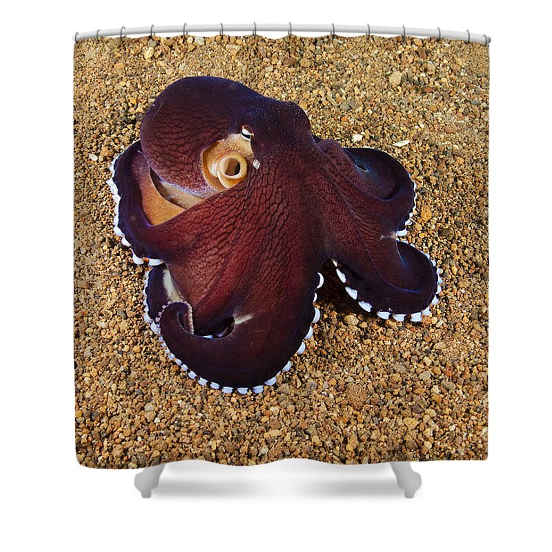 Veined Octopus Shower Curtains