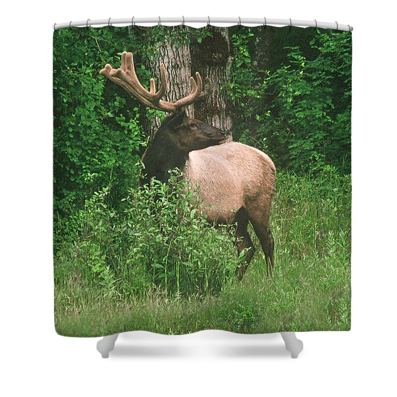 Elk Shower Curtain featuring the photograph Velvet Never Looked So Good by Mick Anderson