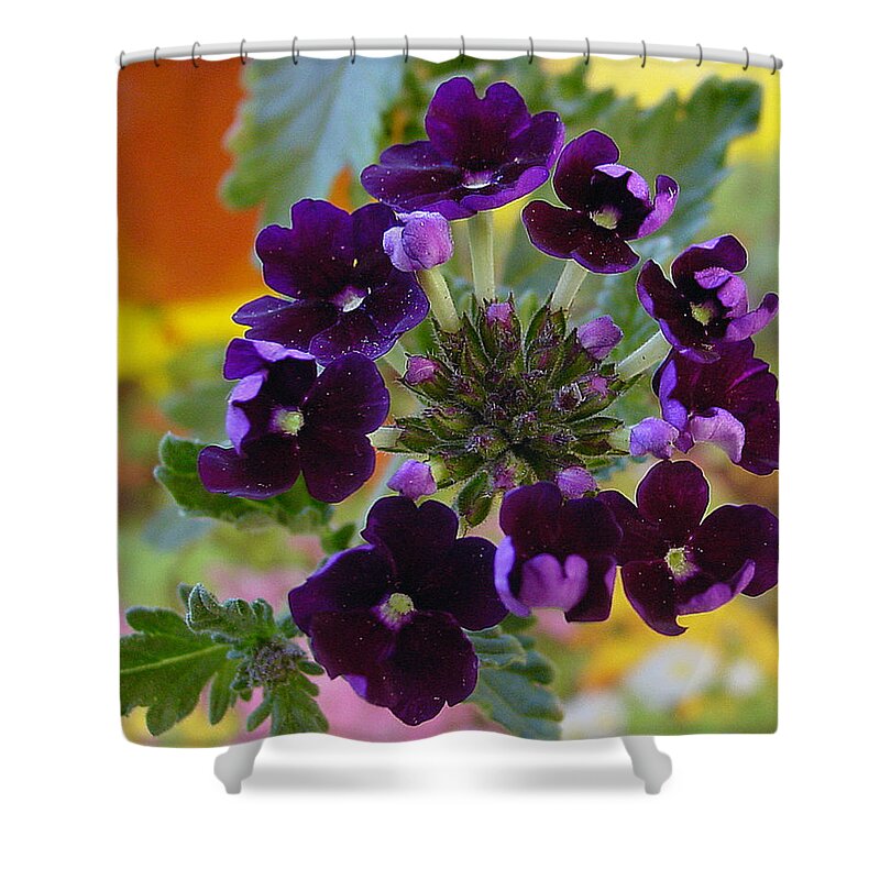 Purple Petals Shower Curtain featuring the photograph Velvet Petals by Kathy Bucari