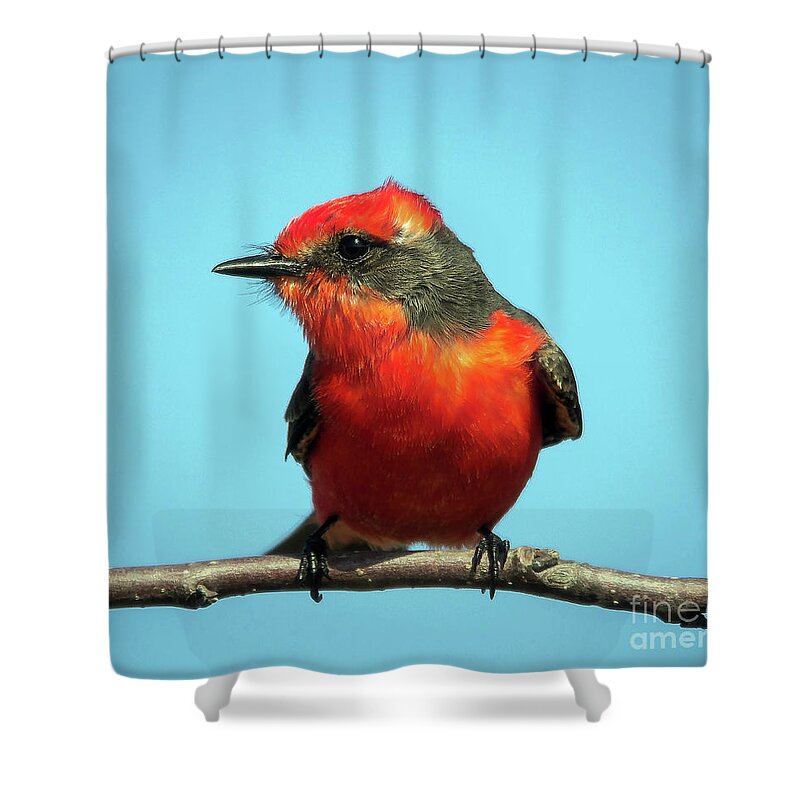 Nature Shower Curtain featuring the photograph Vermilion Flycatcher - Pyrocephalus Rubinus by DB Hayes