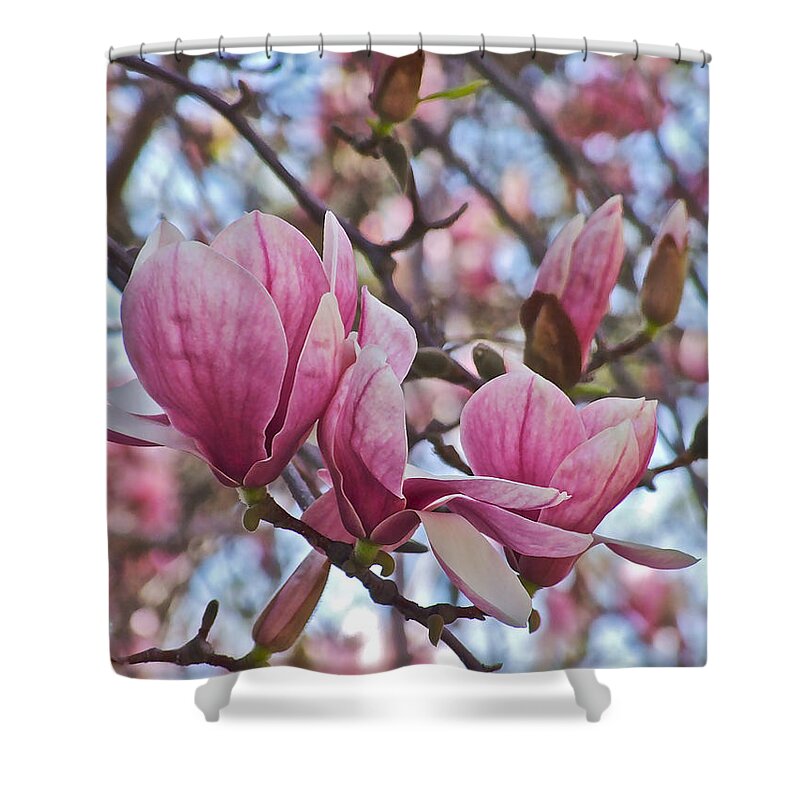 Magnolias Shower Curtain featuring the photograph Vernon Magnolias with Buds by Janis Senungetuk