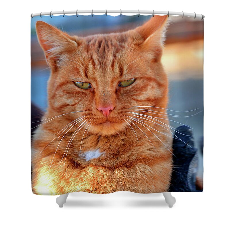 Orange Cat Shower Curtain featuring the photograph Very Orange Cat by Kae Cheatham