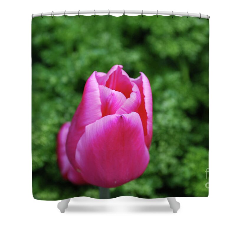 Tulip Shower Curtain featuring the photograph Very Pretty Garden with a Dark Pink Tulip by DejaVu Designs