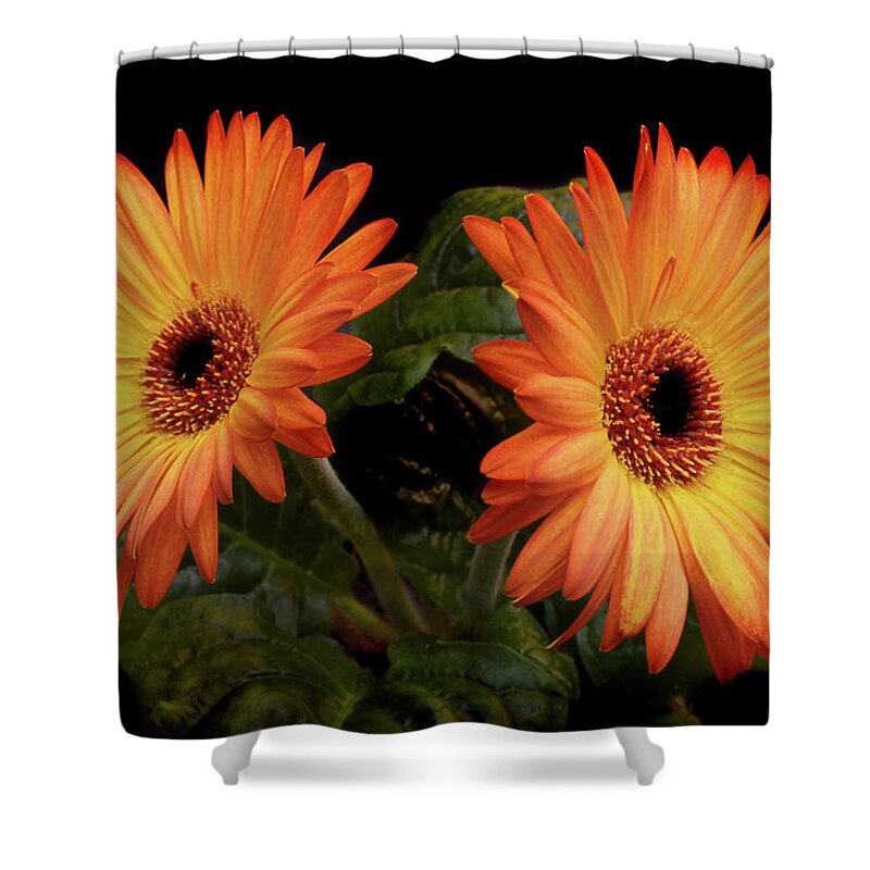 Gerbera Shower Curtain featuring the photograph Vibrant Gerbera Daisies by Terence Davis